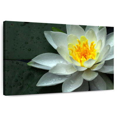 Harnek Dewy White Water Lily