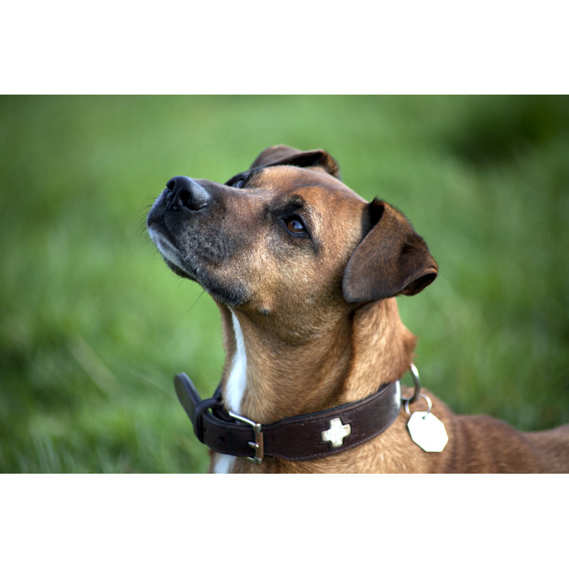 «Beautiful Dog Portrait» par Anjajuli - Photographie sur toile tendue, H 8 po x l 12 po