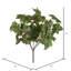 Ivy Bush