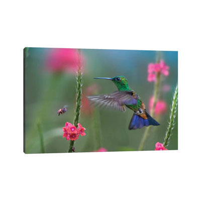 «Copper Rumped Hummingbird» par Tim Fitzharris - reproduction de photo