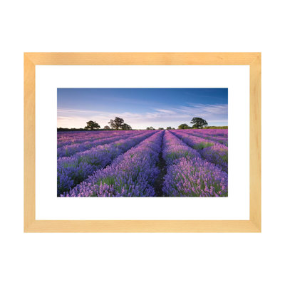 " Lavender Field " by Adam Burton