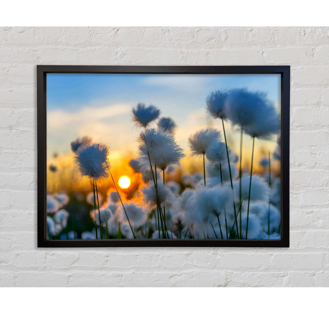 Cottonbuds In The Sunset - Einzelbildrahmen Kunstdrucke auf Leinwand