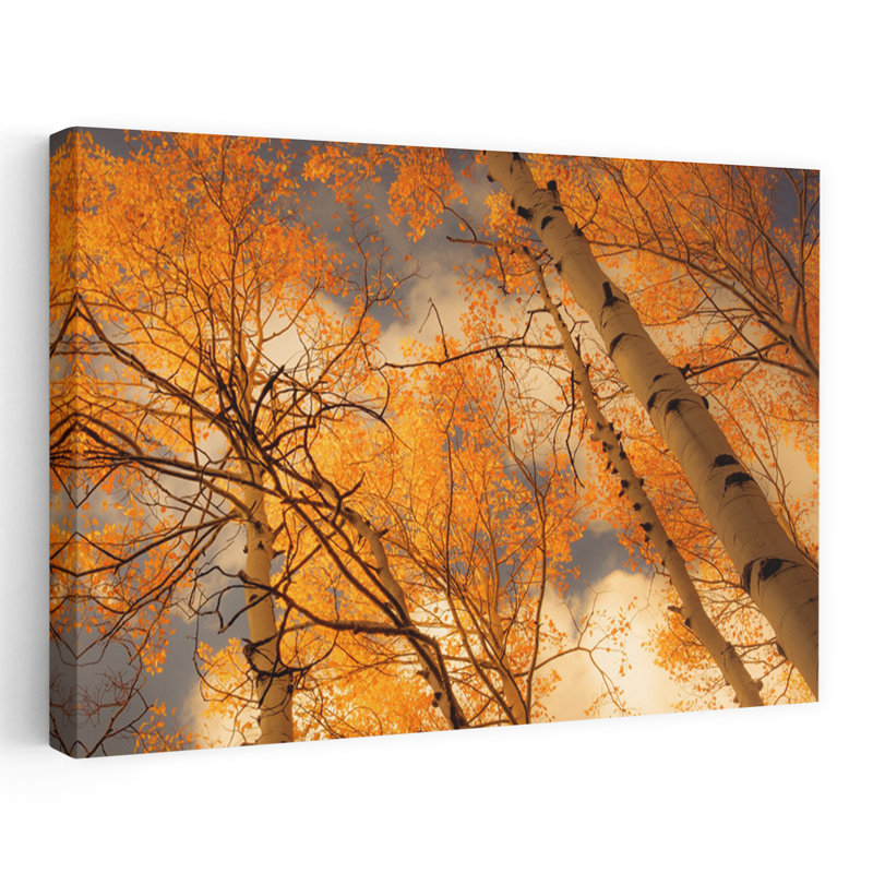 Towering Aspens Landscape Tree Nature Photographie Art numérique Art contemporain, H 24 po x l 16 po