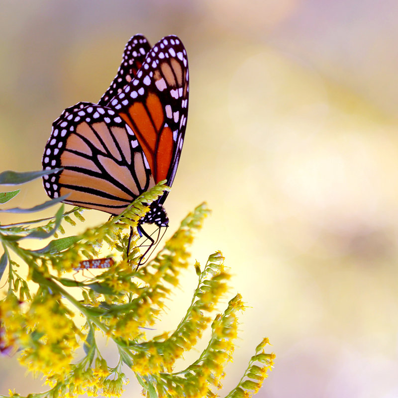 Bethen Monarch Butterfly by Alyphoto - Wrapped Canvas Print, 91cm H x 91cm W x 3.8cm D