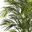 Areca Palm Tree in Pot-514756378