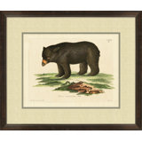 American Bear 1 Print
