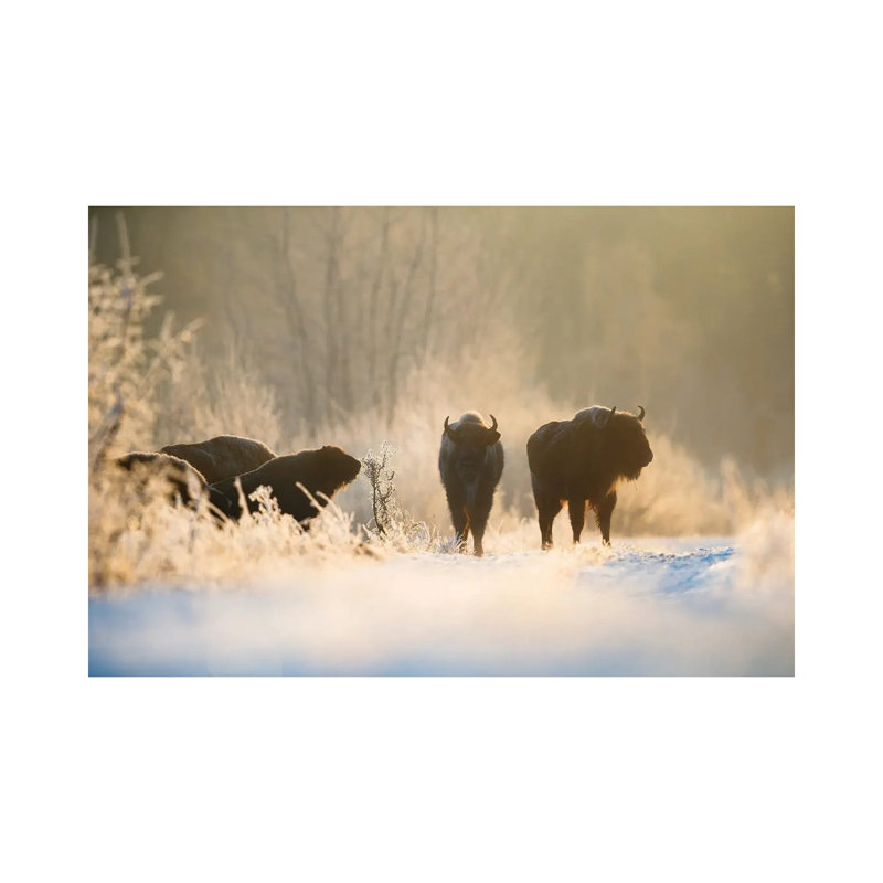 Bison In Winter Landscape by Mateusz Piesiak - Wrapped Canvas Print, 66.04 cm H x 45.72 cm W x 1.91 cm D