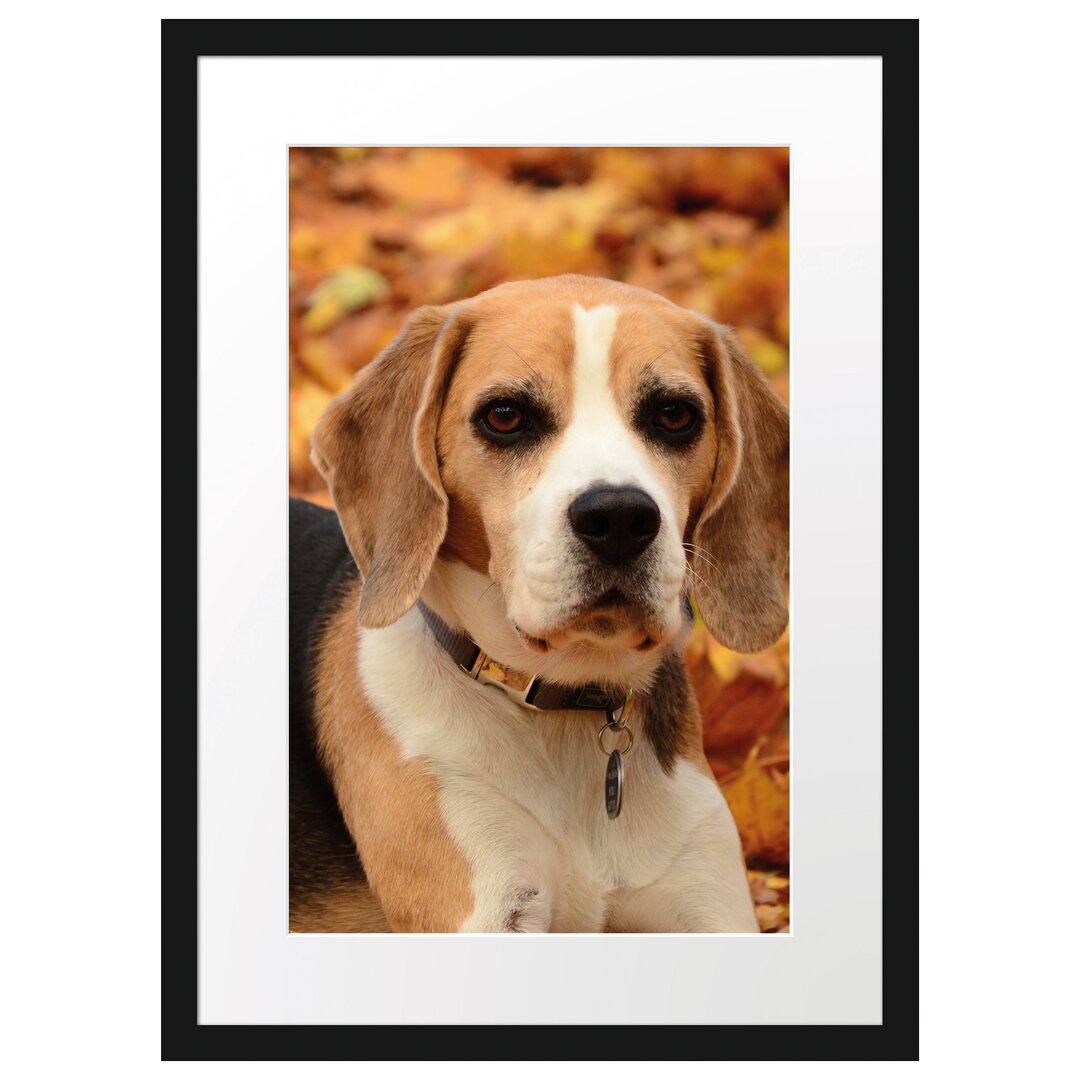 Gerahmtes Poster Kleiner Beagle im Laub