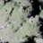 Cardyn Landscape & Nature Crystal