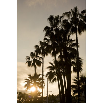 «Summer Evening Palm Trees» par Nicholas Free