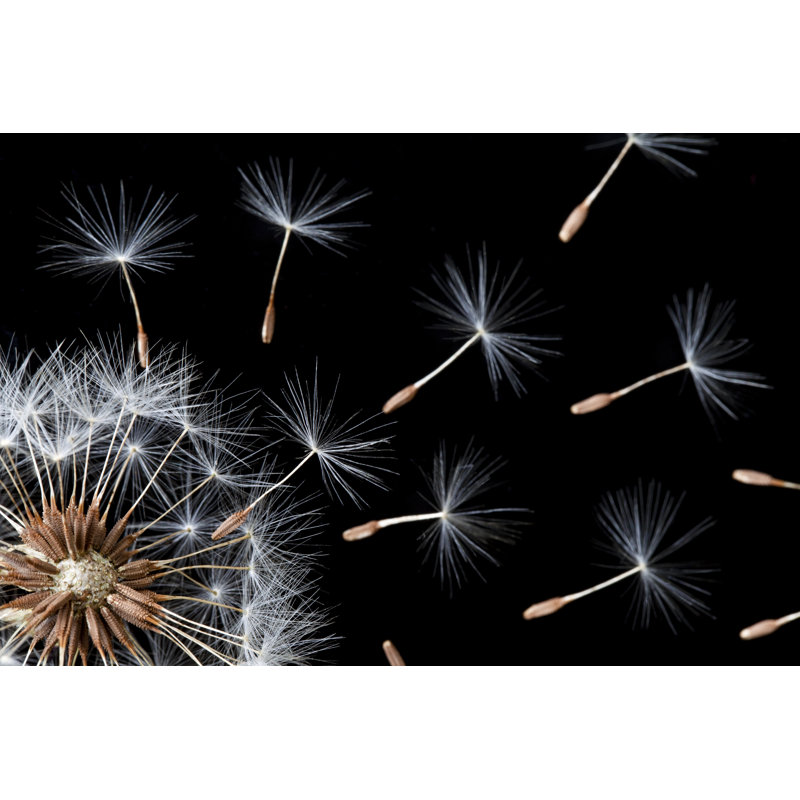Dandelion by Ithinksky, 20" H x 30" W
