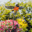 Jeu de jardin oscillant robin Aaralyn