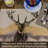 Millwood Pines Whitetail Deer 4-Pack Cotton Blend Rectangular Placemats