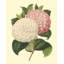 Art sur toile tendue Red Barrel Studio® Verschaffelt, Camellia Garden IV