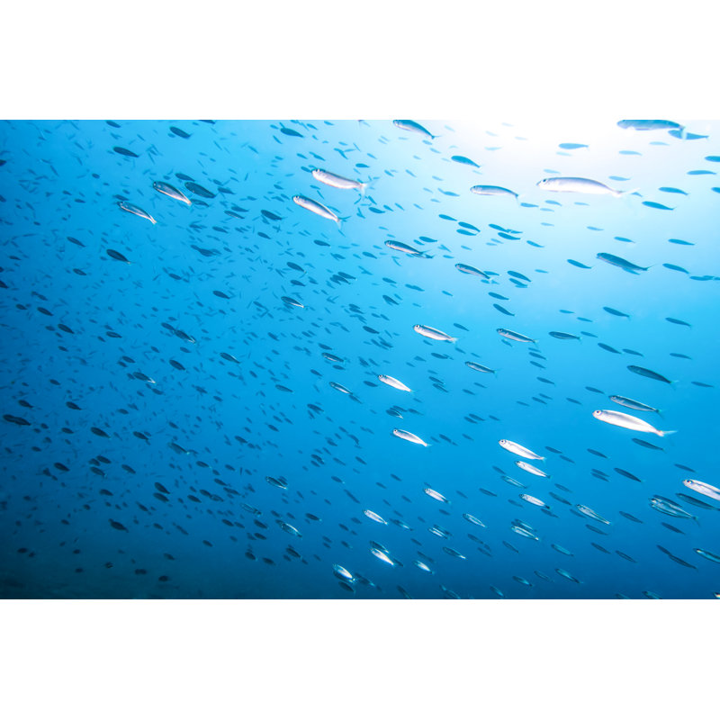 Anchoa boqueron fish 637324548, 61cm H x 91cm W x 3.8cm D