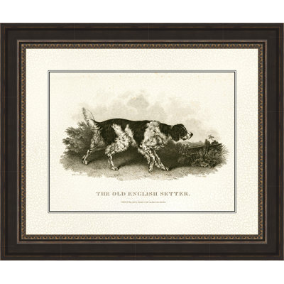 " Antique English Setter "