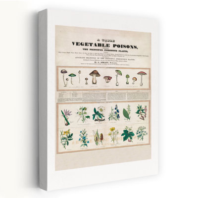 Poisonous Mushrooms Irritating Poisons Retro Rustic Vintage Landscape Nature Wall Art Print