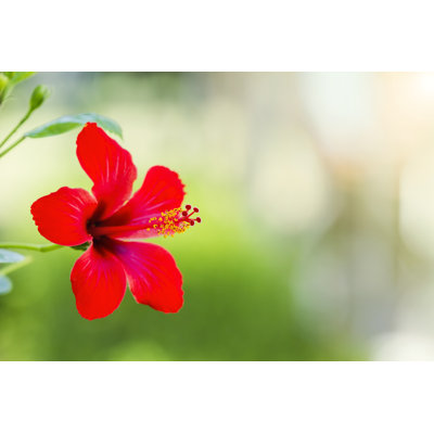Hibiscus - Wrapped Canvas Print