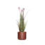 Plante de 53 po