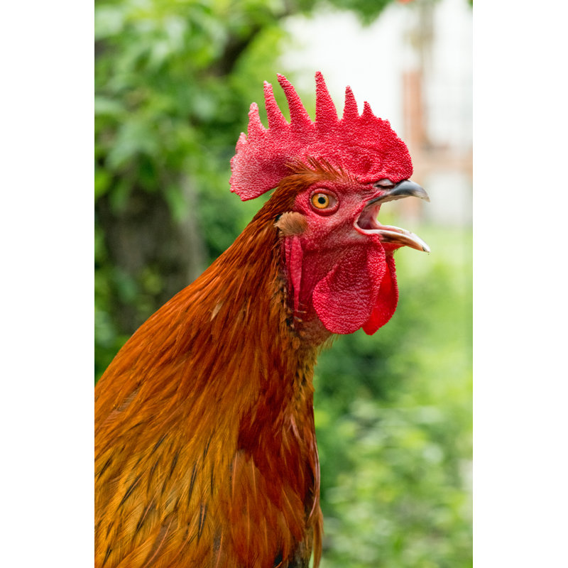 Crowing Cock Of Variety - Wrapped Canvas Print