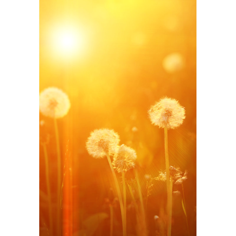 Dandelion Seeds by Snowflock - Wrapped Canvas Print, 76cm H x 51cm W