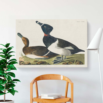 Ring-Necked Ducks by John Audubon - Wrapped Canvas Print