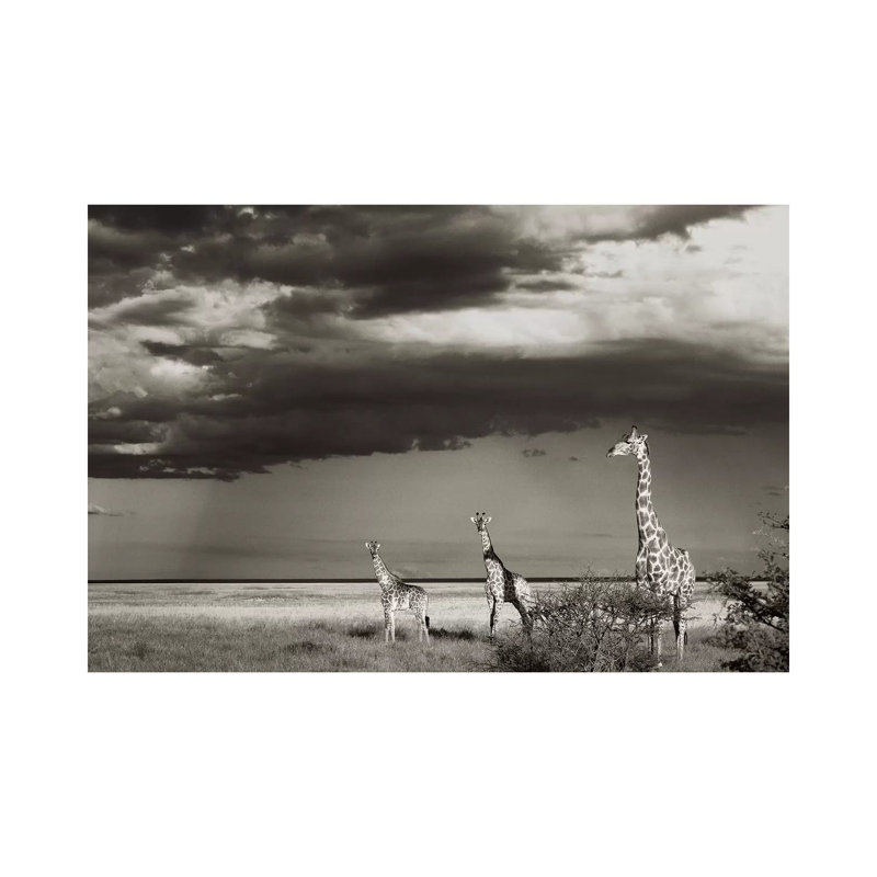 B&W Giraffe Trio by Klaus Tiedge - Print on Canvas, Wrapped Canvas, 30.48 cm H x 45.72 cm W