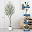152cm Plant