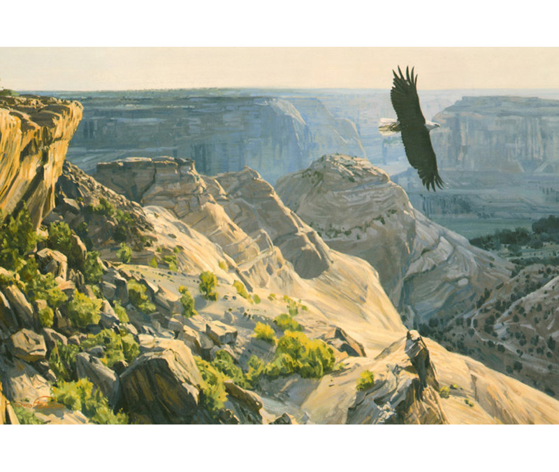 Dino Paravano - Aigle à tête blanche au-dessus du Canyon de Chelley
