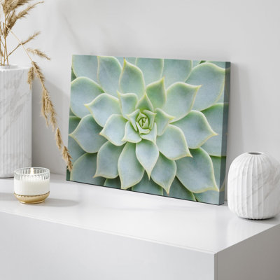 «Green Rose Succulent Southwest» sur
