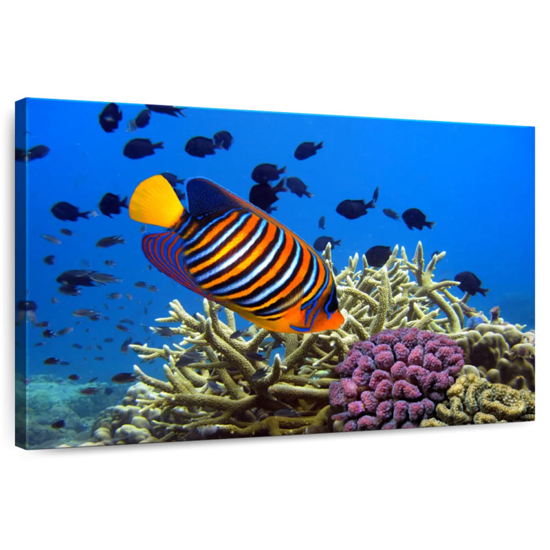 Brampt Royal Angelfish, 34" H x 51" W