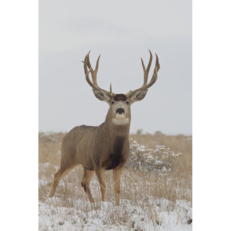 Mule Deer Buck in Snow - Photographie sur toile tendue, H 18 po x l 12 po x P 1,25 po