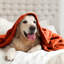 Plush Mink Fleece Blanket – Ultra-Soft, Lightweight Throw For All Seasons-113714310-113714317