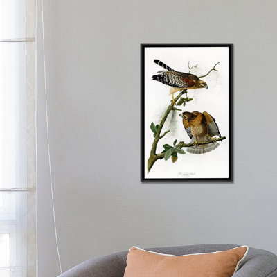 " Red-shoulderd Hawk " by James Audubon