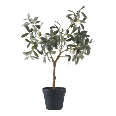 Andreino 61cm Olive Tree Plant