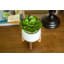 Agave en céramique en pot