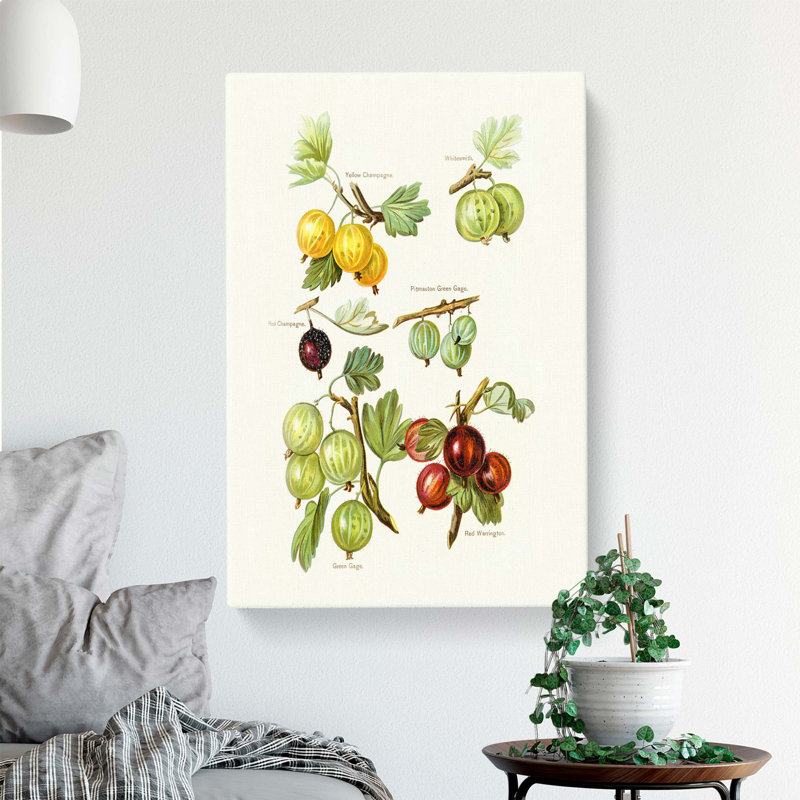Vintage Illustration Of Gooseberries - Wrapped Canvas Painting, 50cm H x 35cm W x 3cm D