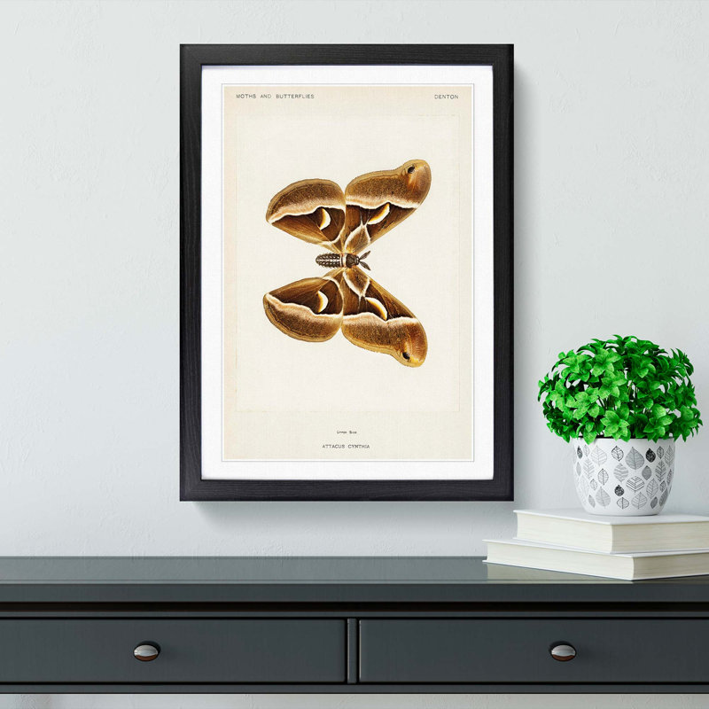 Ailanthus Silk-moth by S.F. Denton - Single Picture Frame Painting, 33cm H x 24cm W x 2cm D, Black Framed