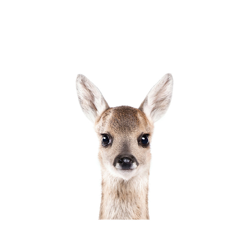 Fawn - Wrapped Canvas Print, 66.04 cm H x 45.72 cm W x 1.91 cm D