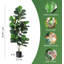 Figuiers artificiels, grandes fausses plantes de ficus lyrata-1364014472