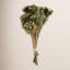 Vickerman 12-16" Natural Green Brunia, 4 oz Bundle, Preserved