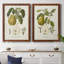 " Pears I " 2 - Pieces-237470327-237470325