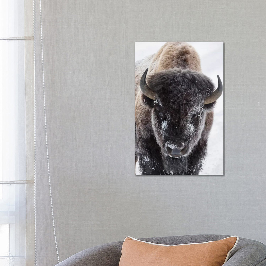 Bison, Yellowstone National Park by Ken Archer - Wrapped Canvas Art Prints