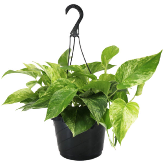Marble Queen Pothos - Thumbnail 2