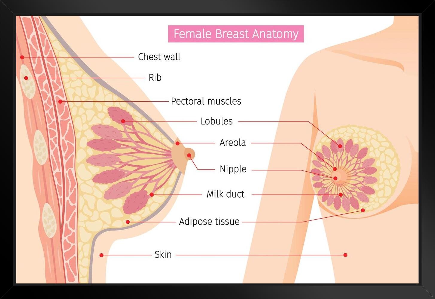 Cross Section Of Female Breast Human Anatomy Educational Chart Black Wood  Framed Art Poster 20x14 Framed On Paper Print