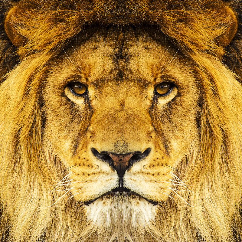 Mighty Lion - Wrapped Canvas Print, 30cm H x 30cm W x 3.8cm D