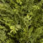 The Holiday Aisle® Cedar Tree-15047223