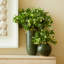 Calinda Ceramic Table Vase-59124591