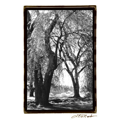 Summer Shade III by Laura DeNardo - Wrapped Canvas Art Prints