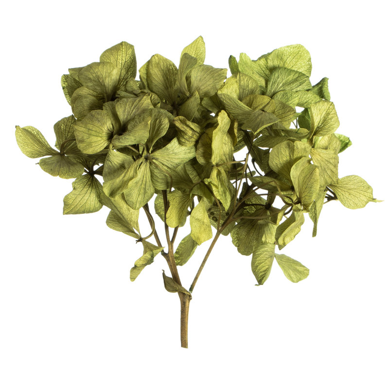 Preserved Hydrangea Arrangement, Green